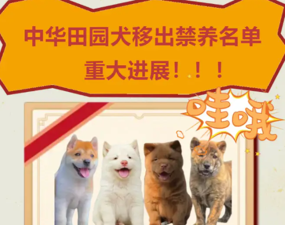 解禁中华田园犬?请不要搞“拍脑袋决策” 解禁中华田园犬?请不要搞“拍脑袋决策”