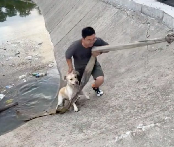 狗狗跑水塘里喝水上不来了,还是主人下去救它! 狗狗跑水塘里喝水上不来了,还是主人下去救它!
