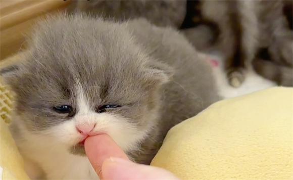 主人怎么教育小奶猫不咬人