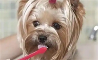 狗狗多久刷一次牙最好