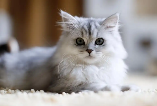 猫咪抑郁症用吃药治疗吗 猫咪抑郁症用吃药治疗吗