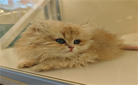 为什么宠物猫踩奶会叫