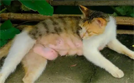 猫奶涨的硬硬的怎么办