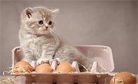小猫能吃生鸡蛋吗