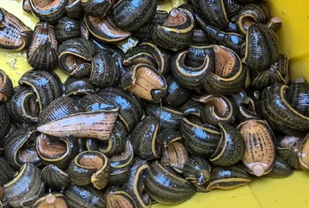 养殖水蛭喂食什么