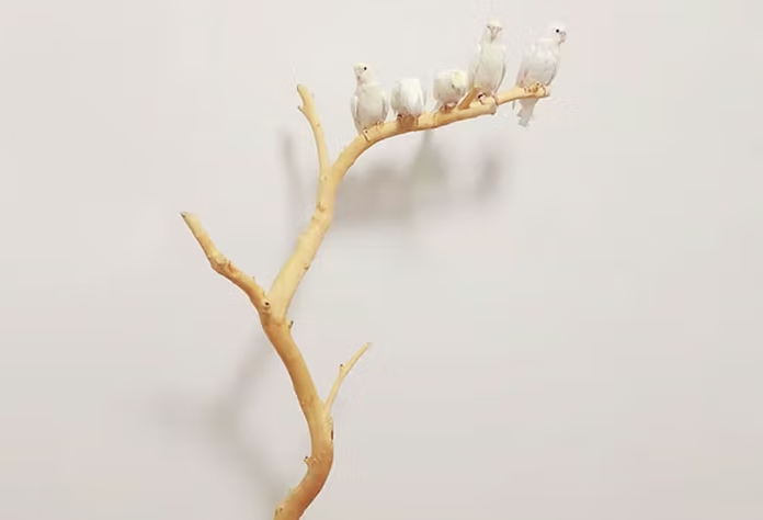 飞主流鸟架怎么样