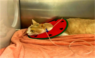 猫咪肝炎能活多久