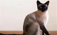 猫咪抑郁症时怎么安抚情绪