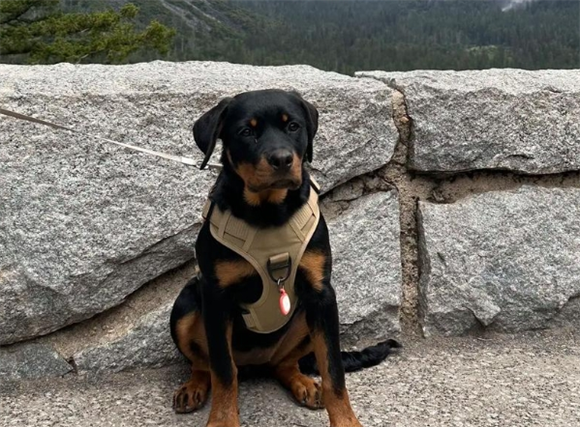 罗威纳犬能吃却消瘦的原因剖析与解决办法