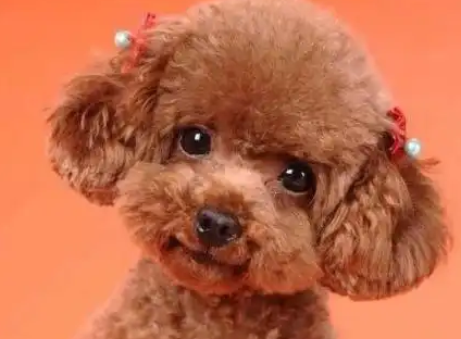 为什么说有这5个特点的泰迪犬，多半是比较漂亮？