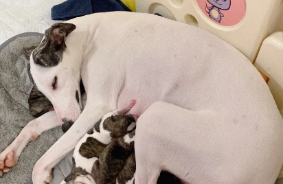 宠物狗狗生产需要人帮忙吗 宠物狗狗生产需要人帮忙吗