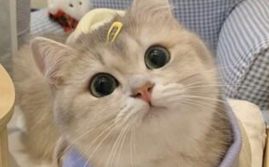 猫咪到处撒尿有什么好办法