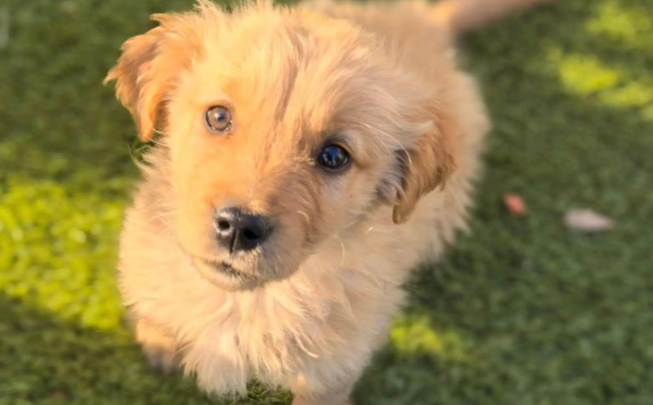 “宠物”专业来了,因应市场需求就是好专业 “宠物”专业来了,因应市场需求就是好专业