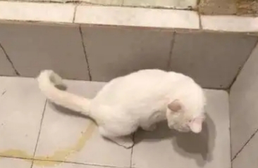 猫到处撒尿是怎么回事 猫到处撒尿是怎么回事