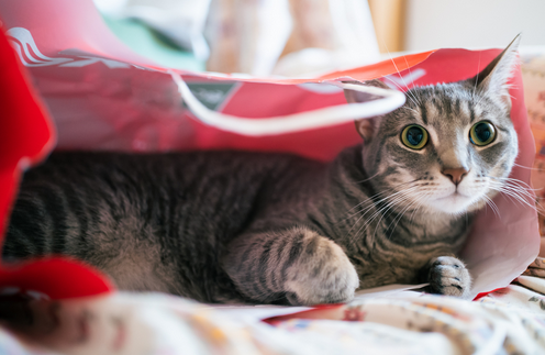 猫瘟和猫鼻支症状有啥明显区别