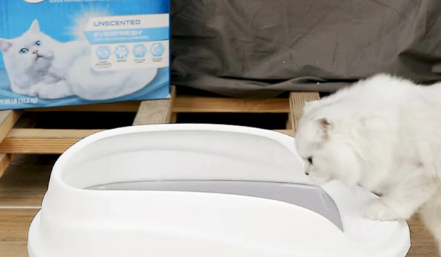 铂钻EverClean蓝标膨润土猫砂评测：铲屎官必备神器？