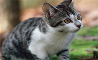 猫咪在地上蹭屁股是咋回事