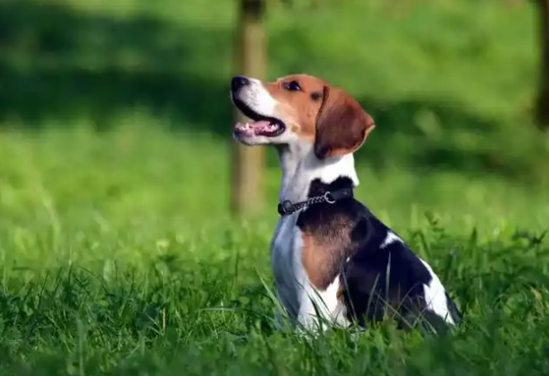 六种小型“家庭护卫犬”,身子小却能看家~ 六种小型“家庭护卫犬”,身子小却能看家~