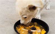 可以给狗狗吃剩菜剩饭吗