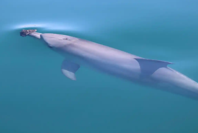 部分海豚学会“戴护具”捕食 部分海豚学会“戴护具”捕食