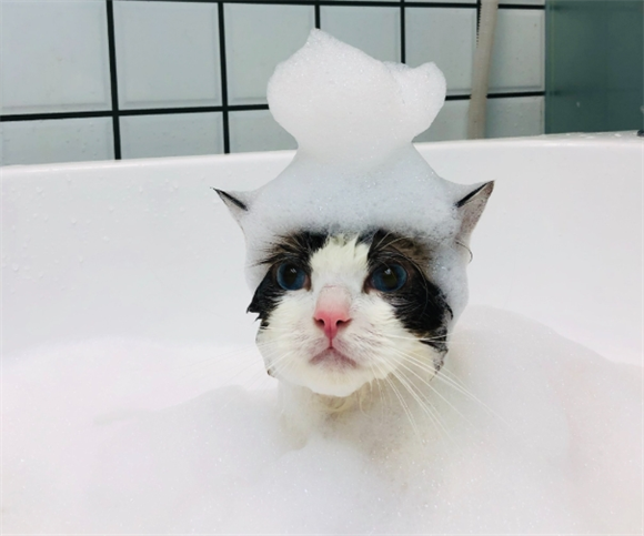 宠物猫洗澡耳朵进水会得耳螨吗