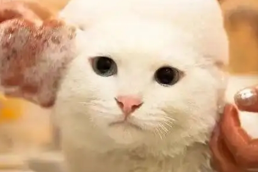 如何让猫不怕水洗澡