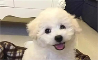 狗狗耳螨产生的原因