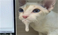 猫突然吐白水是怎么回事