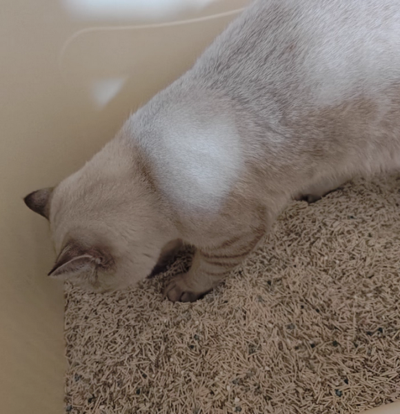 银渐层用什么猫砂好？猫殿下控臭结团双优解