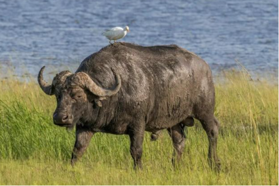 美国有钱人猎杀非洲水牛,被牛反杀了,网友:牛是正当防卫! 美国有钱人猎杀非洲水牛,被牛反杀了,网友:牛是正当防卫!