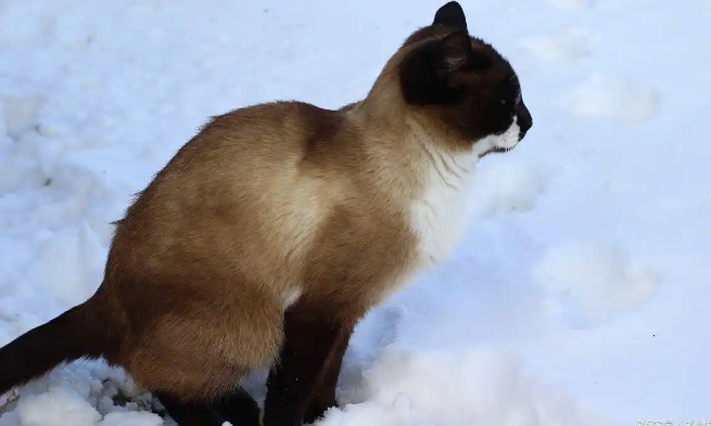 猫咪想拉屎会怎么表达