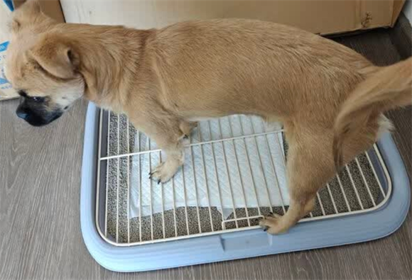 大型犬狗厕所品牌推荐，萌嘟星宠狗厕所真的超棒