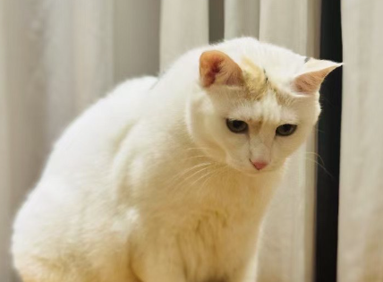 猫不用猫砂盆乱拉拉屎 猫不用猫砂盆乱拉拉屎