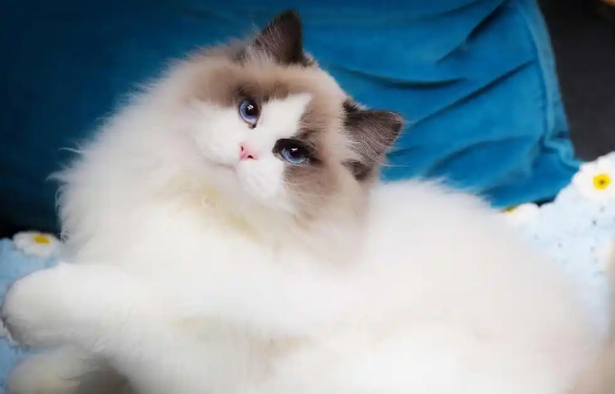 猫胰腺炎的血液检查能发现哪些异常指标 猫胰腺炎的血液检查能发现哪些异常指标