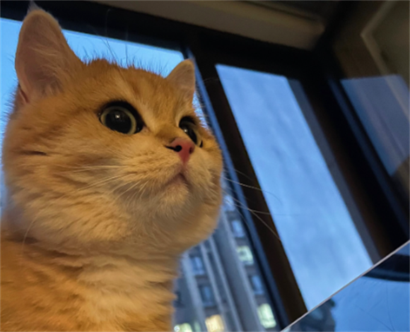 猫咪挑食怎么办最有效的方法