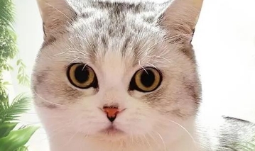 猫爱生气容易生病吗 猫爱生气容易生病吗