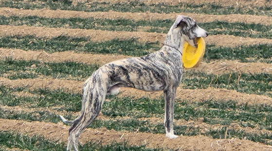 一步步教你如何训练惠比特犬衔物！