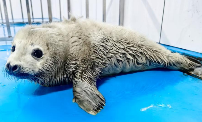 从 “皮包骨” 到 “幸福肥”:斑海豹幼崽 “汤圆” 的逆袭 从 “皮包骨” 到 “幸福肥”:斑海豹幼崽 “汤圆” 的逆袭