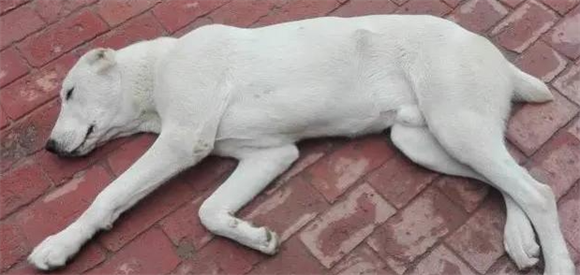 宠物狗腹泻是什么原因啊