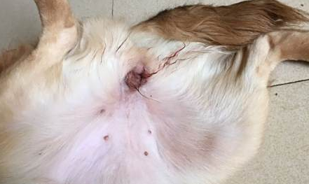 宠物狗尿道出血的原因 宠物狗尿道出血的原因