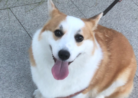 狗狗肚子疼是怎么回事吃什么药
