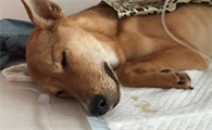 狗狗吐黄水是什么原因啊
