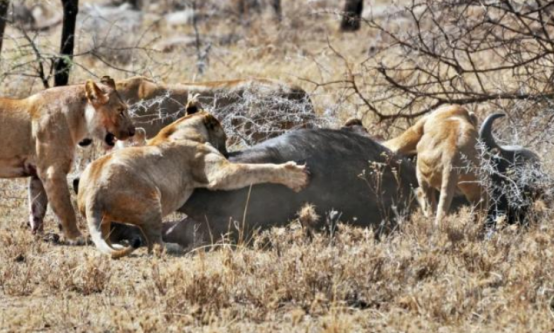 美国有钱人猎杀非洲水牛,被牛反杀了,网友:牛是正当防卫! 美国有钱人猎杀非洲水牛,被牛反杀了,网友:牛是正当防卫!