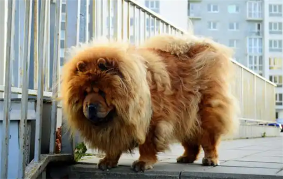 养松狮犬的“痛苦”,只有养过的人才能感同身受 养松狮犬的“痛苦”,只有养过的人才能感同身受