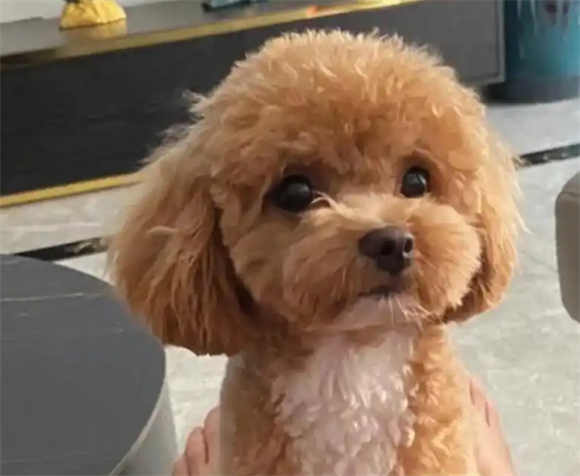宠物狗脱水补盐水还是葡萄糖呢