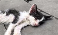 猫咪消瘦的6个征兆