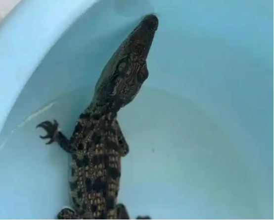 杭州一小区内,有人捡到一条鳄鱼 杭州一小区内,有人捡到一条鳄鱼