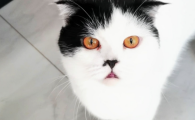 猫刚到家怎么适应新家