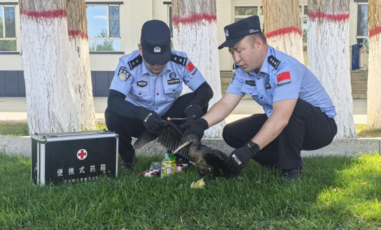 新疆阿勒泰边境派出所救助国家二级保护动物鸬鹚 新疆阿勒泰边境派出所救助国家二级保护动物鸬鹚