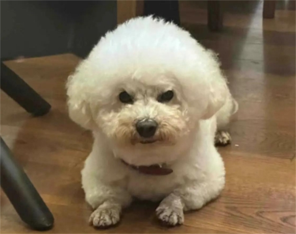 宠物狗狗肝炎症状有哪些症状
